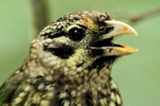 Spotted Catbird (Ailuroedus melanotis)